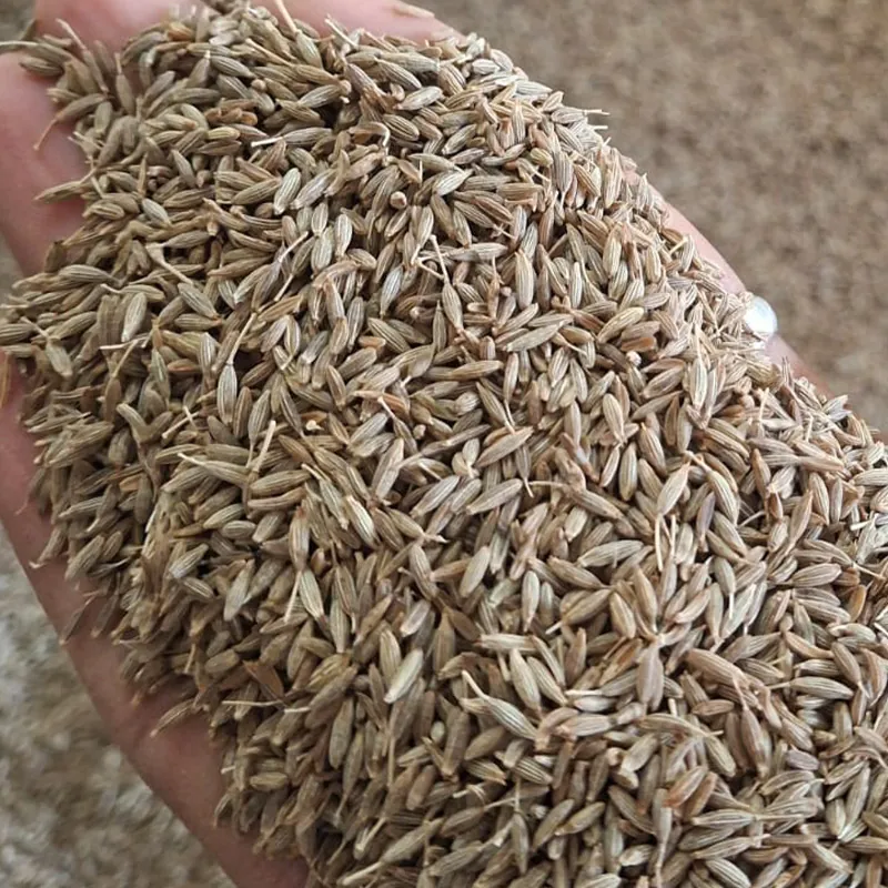 Cumin — Venus Dehydrates