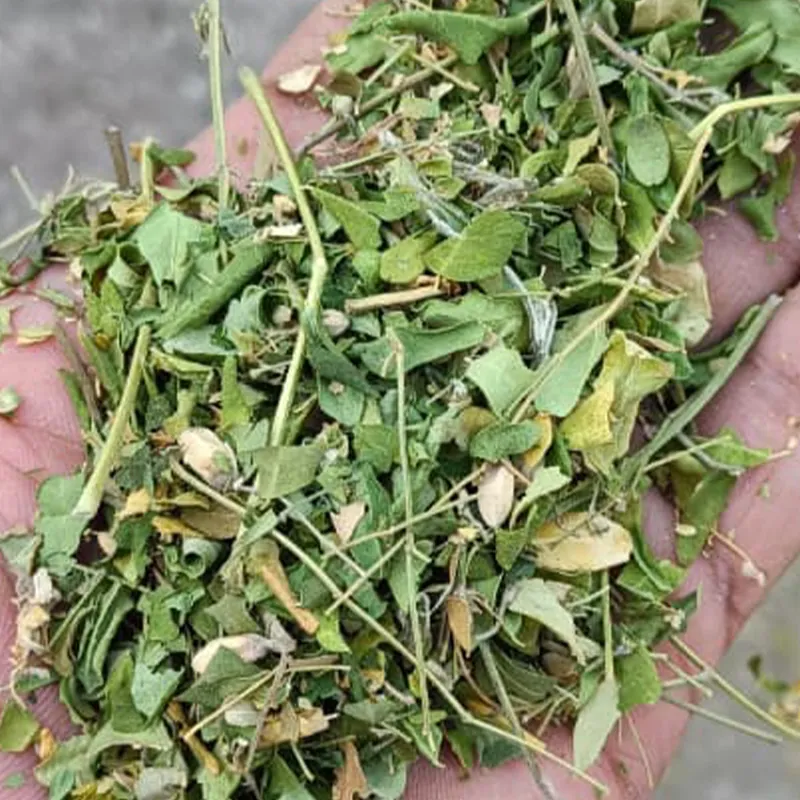 Moringa — Venus Dehydrates